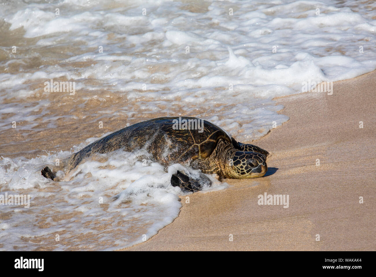 Tartaruga Verde tirate fuori Ho'okipa Beach Park, Maui, Hawaii Foto Stock