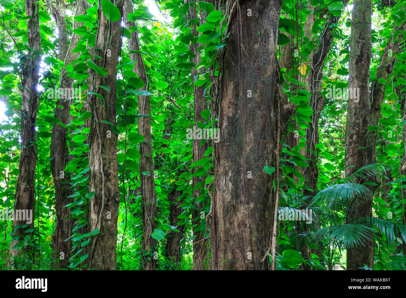 Banyan alberi vicino a Rainbow Falls (80 ft drop), Wailuku River State Park, Hilo, Big Island, Hawaii, STATI UNITI D'AMERICA Foto Stock