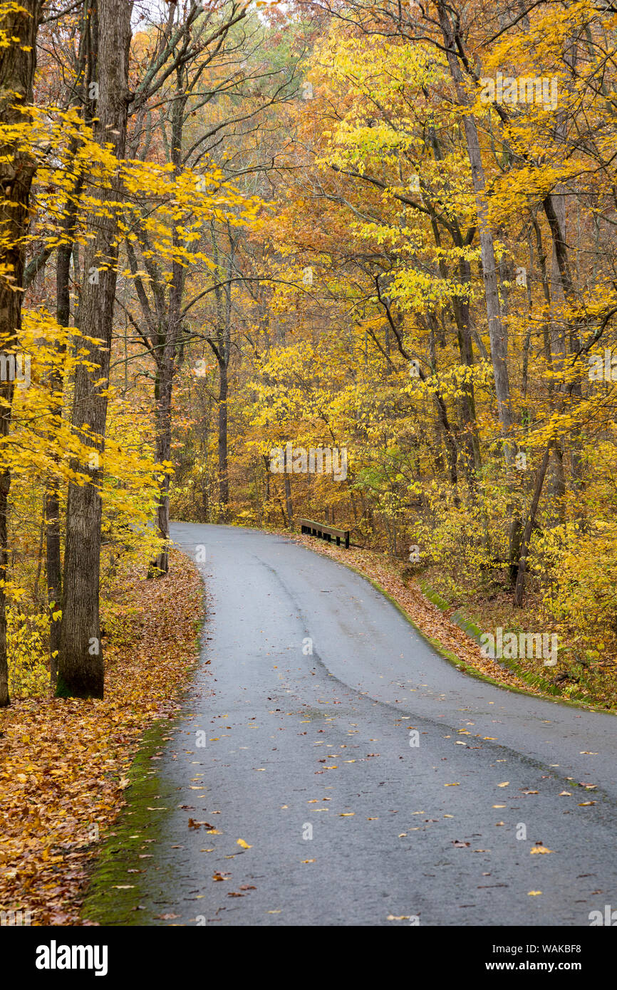 Strada in autunno a colori Giant Città Stato Park, Illinois. Foto Stock