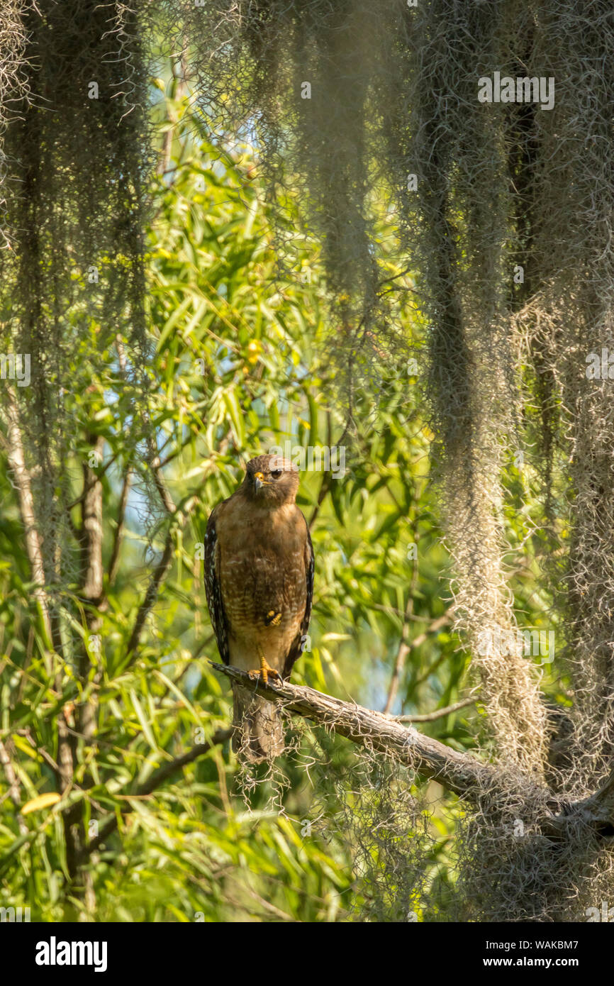 Stati Uniti d'America, Louisiana, Atchafalaya National Wildlife Refuge. Red-hawk con spallamento e muschio Spagnolo. Credito come: Cathy e Gordon Illg Jaynes / Galleria / DanitaDelimont.com Foto Stock