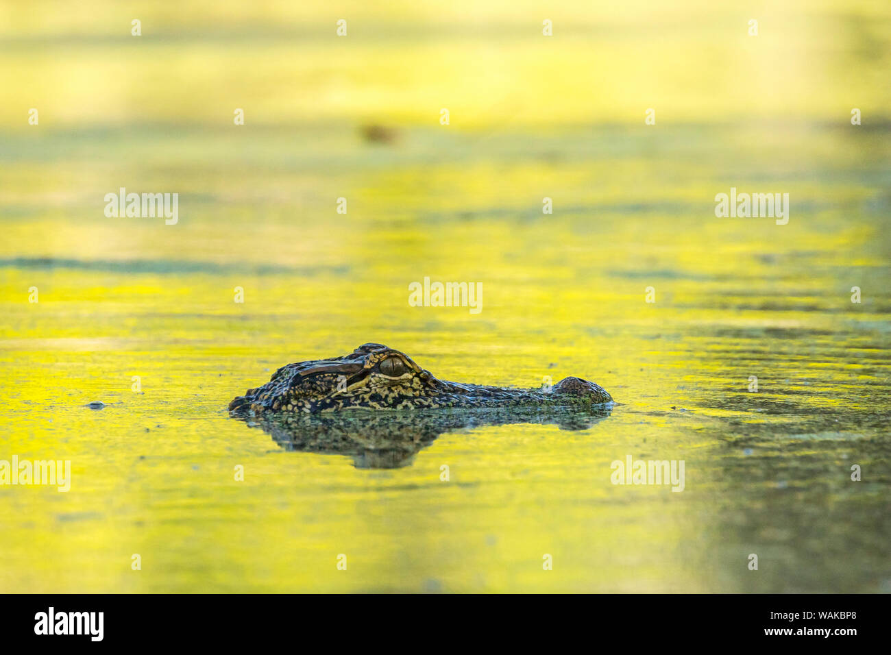 Stati Uniti d'America, Louisiana, Lago di Martin. Testa di coccodrillo sulla superficie di palude. Credito come: Cathy e Gordon Illg Jaynes / Galleria / DanitaDelimont.com Foto Stock