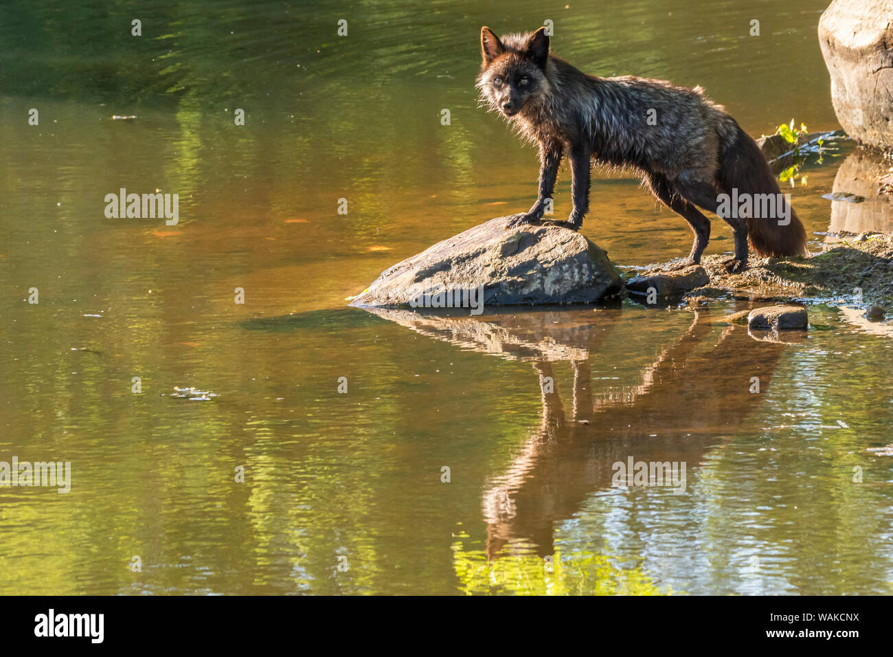 Stati Uniti d'America, Minnesota Contea di pino. Captive red fox di bere. Credito come: Cathy e Gordon Illg Jaynes / Galleria / DanitaDelimont.com Foto Stock