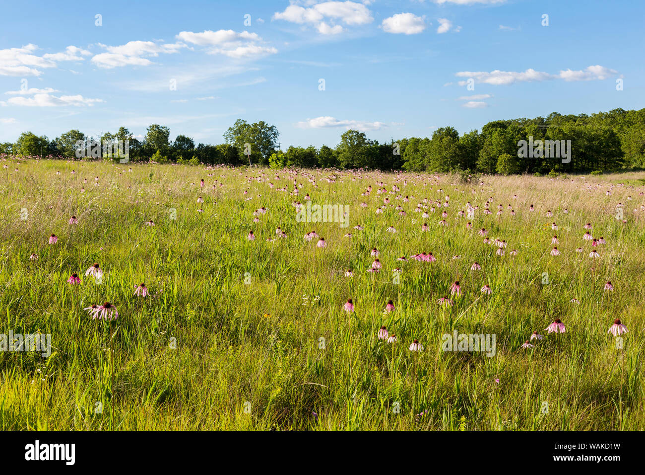 Viola chiaro coneflowers (Echinacea pallida) White River Trace Area di Conservazione, Dent County, Missouri Foto Stock