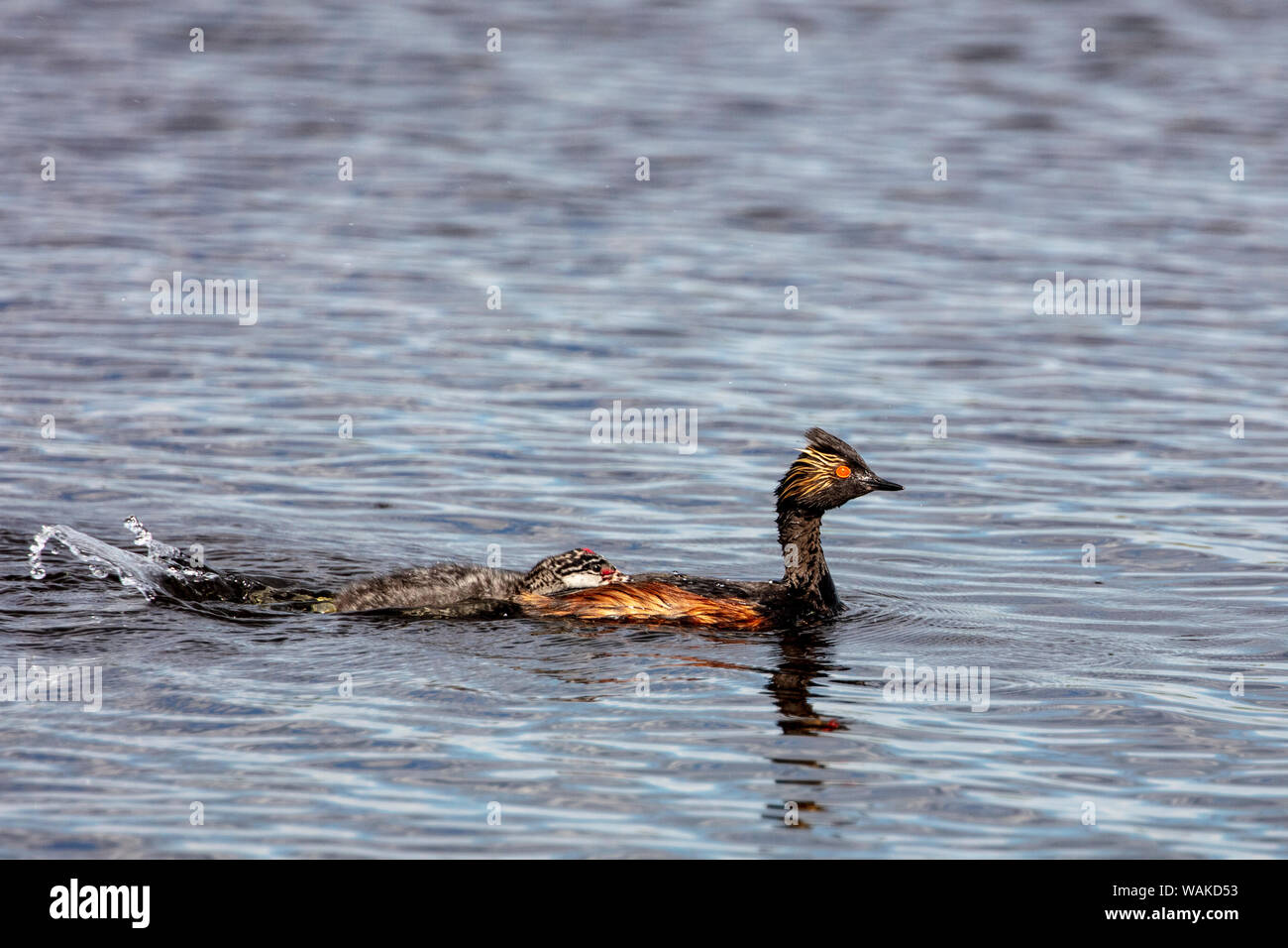 Eared grebe con il bambino in medicina Lake National Wildlife Refuge, Montana, USA Foto Stock