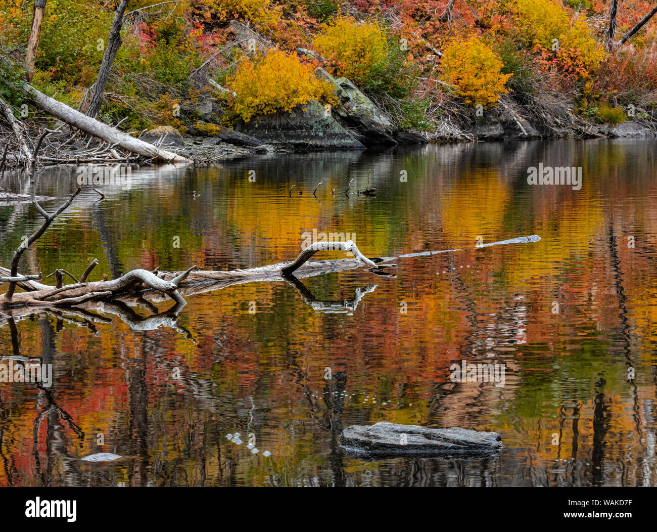 Lembo di albero e colori d'autunno riflessione sul lago perduto nel Parco Nazionale di Glacier, Montana, USA Foto Stock