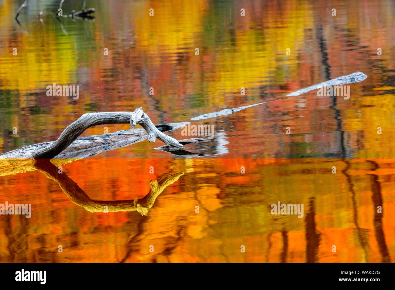 Lembo di albero e colori d'autunno riflessione sul lago perduto nel Parco Nazionale di Glacier, Montana, USA Foto Stock