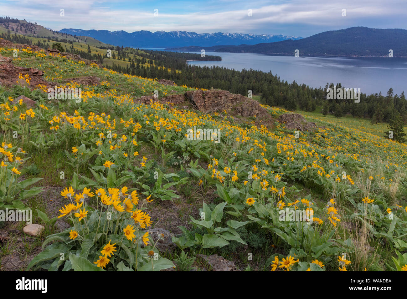 Arrowleaf balsamroot fiori selvatici in primavera su Wild Horse Island State Park vicino a Dayton, Montana, USA Foto Stock