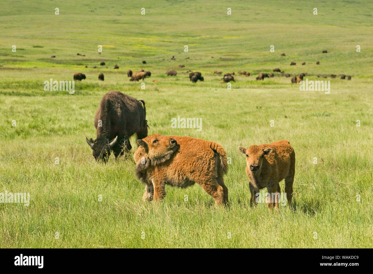 National Bison Range, Montana, USA. Bison (Bos bison) vitelli con la madre e la mandria, con un vitello di bisonte mordere la schiena. Foto Stock