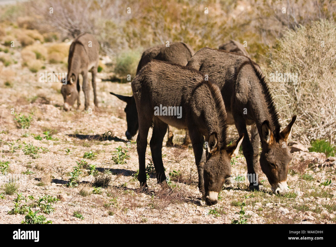 Wild burros, Equus asinus, pascolando il Red Rock Canyon, Nevada, STATI UNITI D'AMERICA Foto Stock