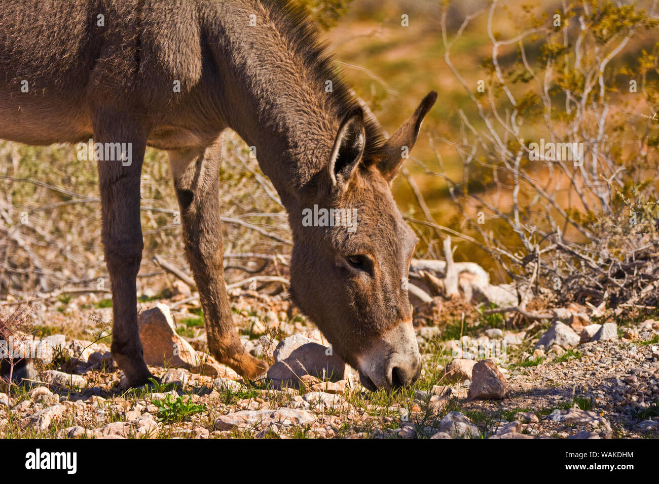Wild burro, Equus asinus, pascolando il Red Rock Canyon, Nevada, STATI UNITI D'AMERICA Foto Stock
