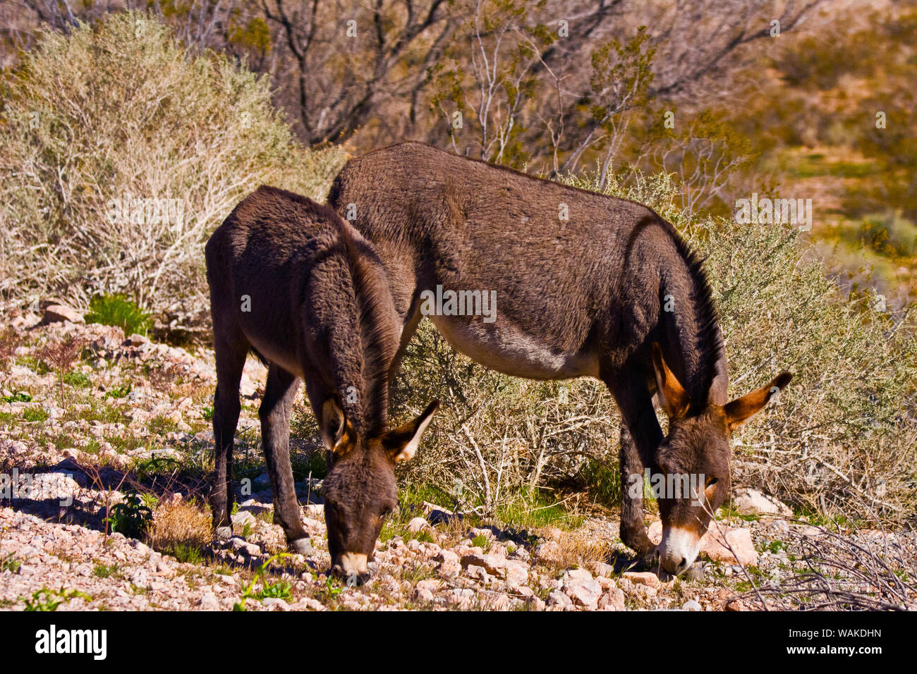 Wild burros, Equus asinus, pascolando il Red Rock Canyon, Nevada, STATI UNITI D'AMERICA Foto Stock