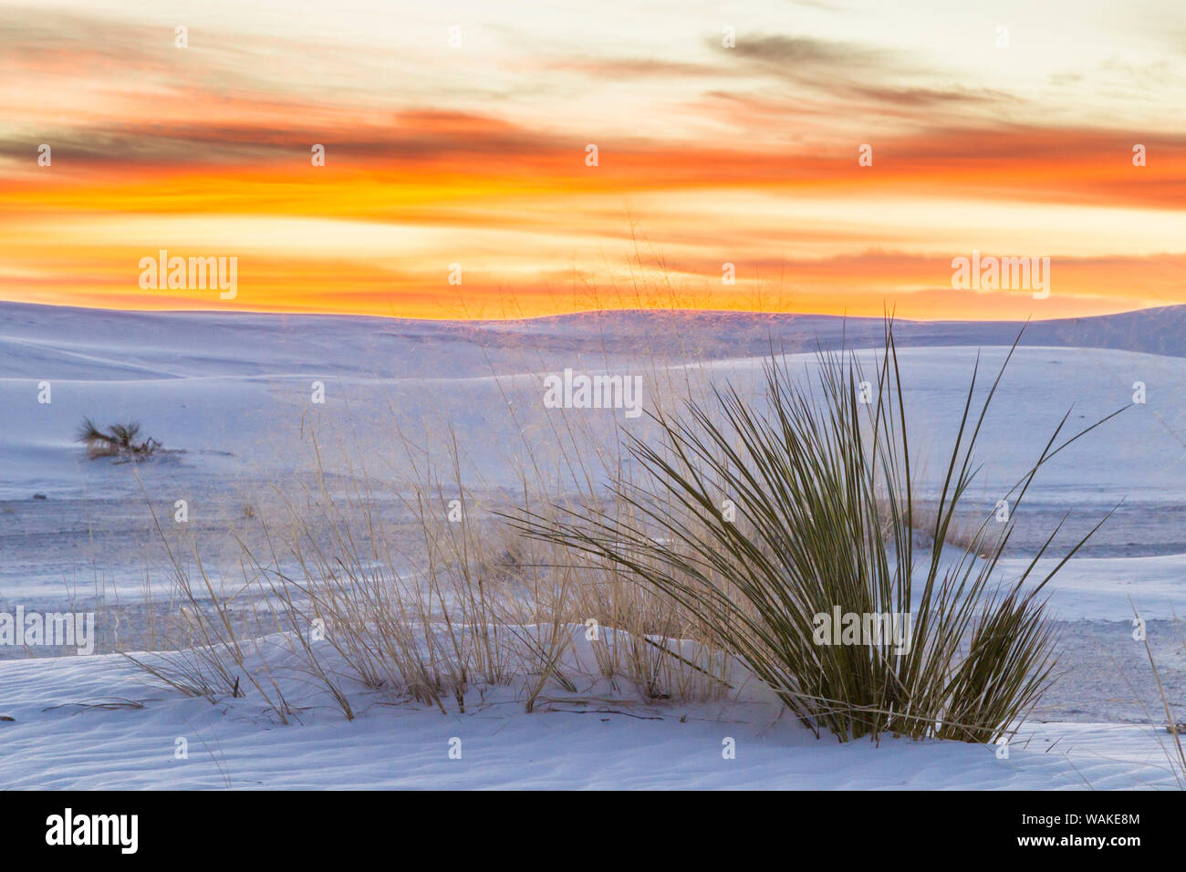 Stati Uniti d'America, Nuovo Messico, White Sands National Park. Le dune di sabbia e yucca pianta a sunrise. Credito come: Cathy e Gordon Illg Jaynes / Galleria / DanitaDelimont.com Foto Stock