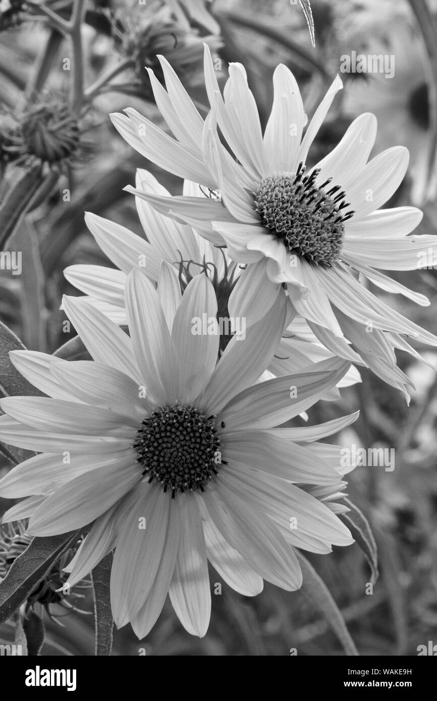 Stati Uniti d'America, Nuovo Messico, Los Ranchos. Massimiliano Girasole lungo il Rio Grande Boulevard Foto Stock