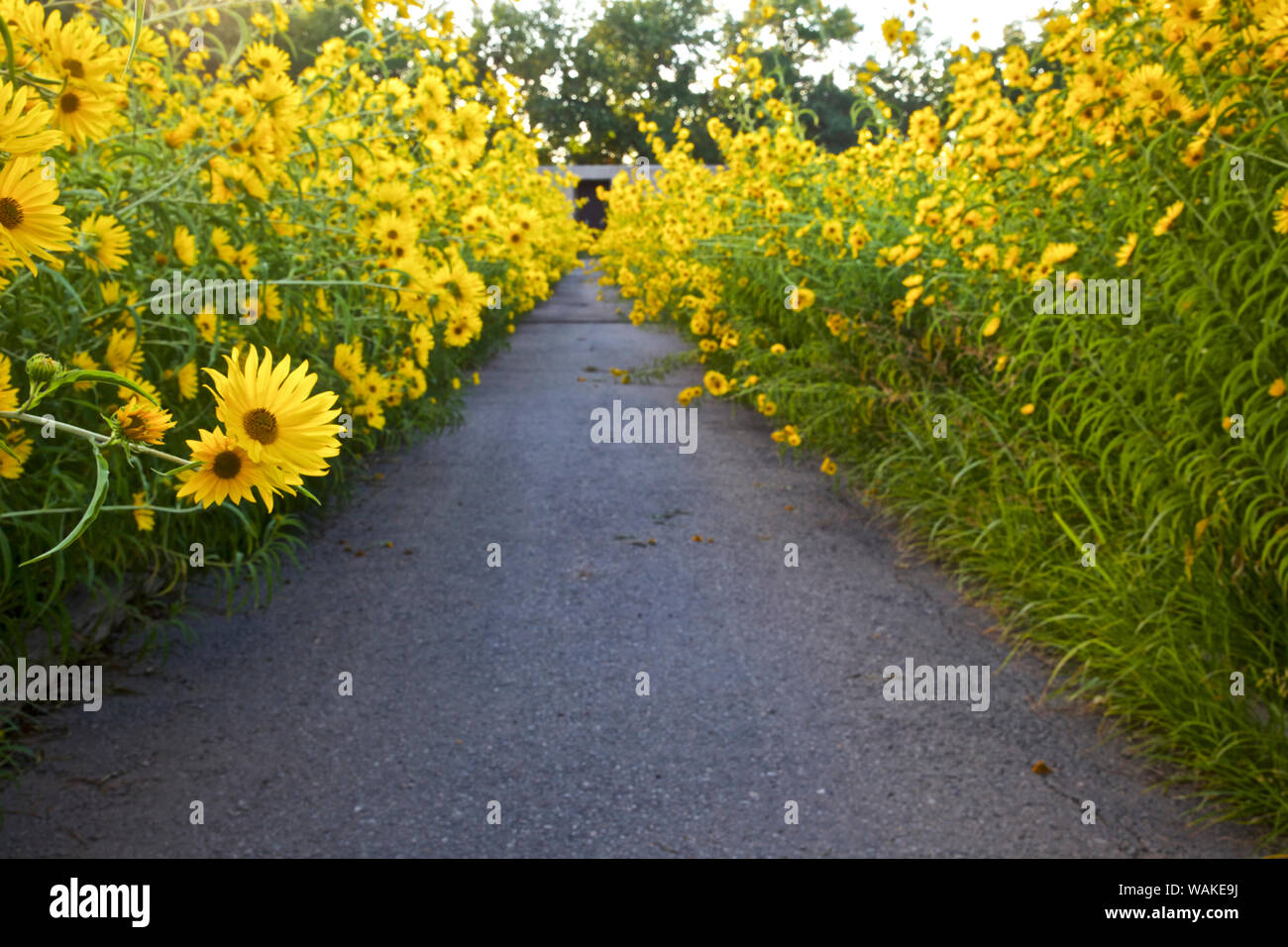 Stati Uniti d'America, Nuovo Messico, Los Ranchos. Massimiliano Girasole lungo il Rio Grande Boulevard Foto Stock