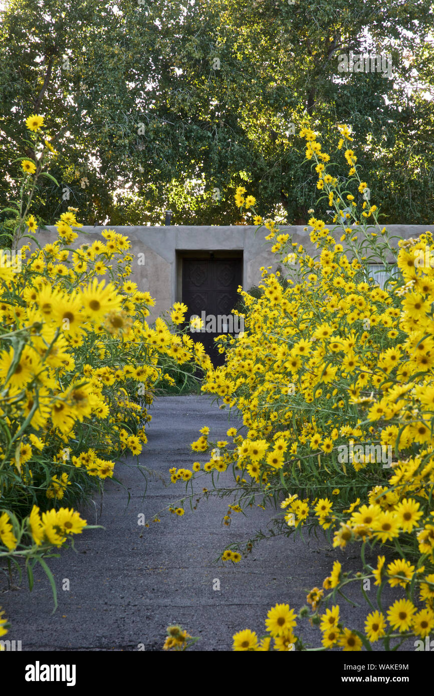 Stati Uniti d'America, Nuovo Messico, Los Ranchos. Massimiliano Girasole lungo il Rio Grande Boulevard Foto Stock