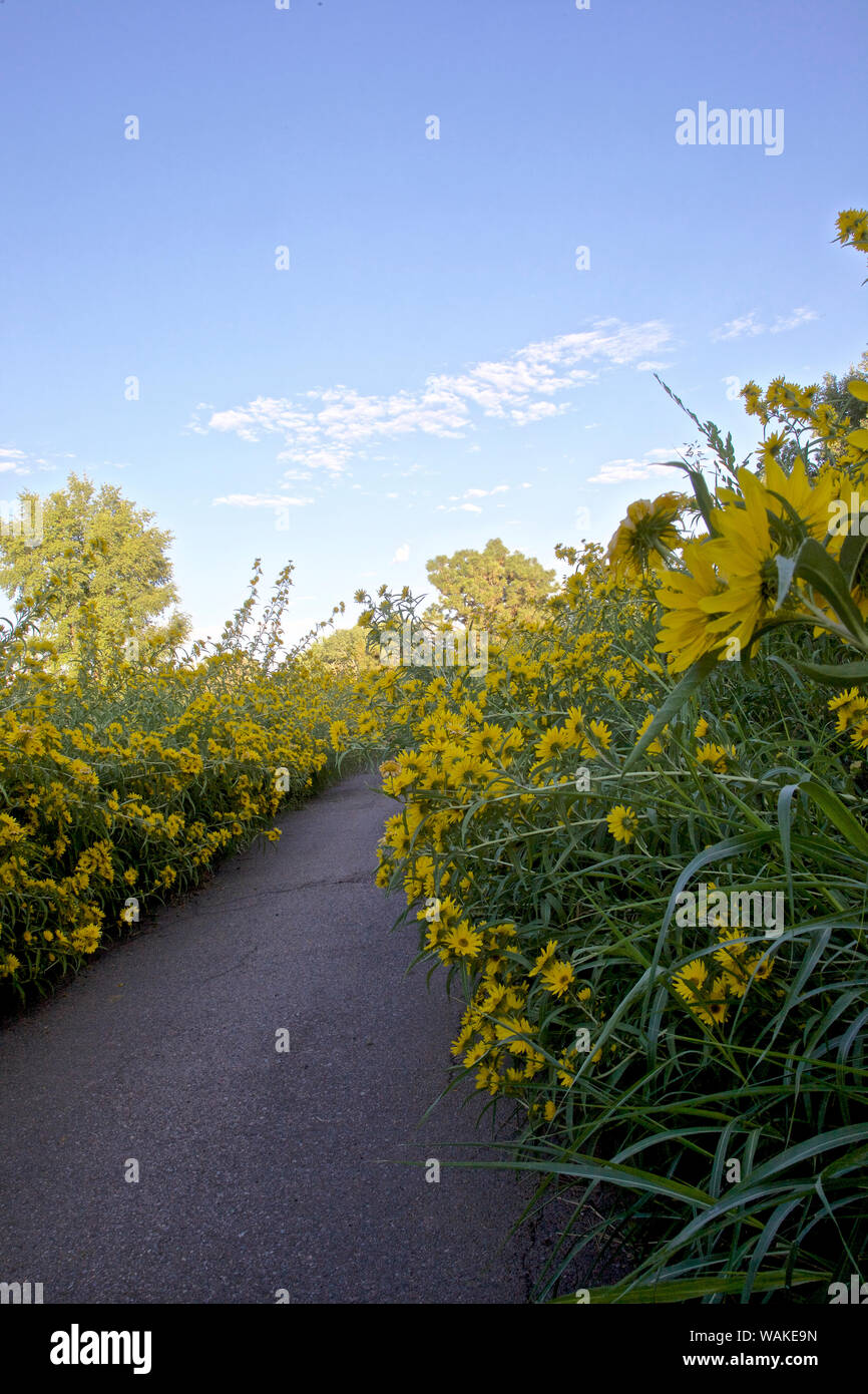 Stati Uniti d'America, Nuovo Messico, Los Ranchos. Massimiliano Girasole lungo il Rio Grande Boulevard Foto Stock