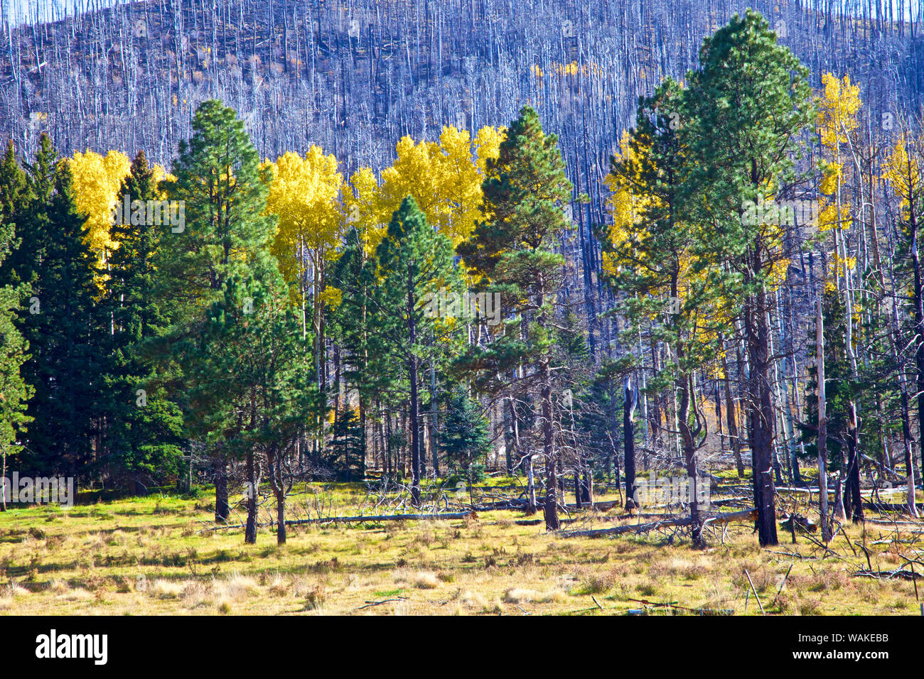 Stati Uniti d'America, Nuovo Messico, Jemez Montagne in autunno, Valles Caldera National Preserve. Foto Stock