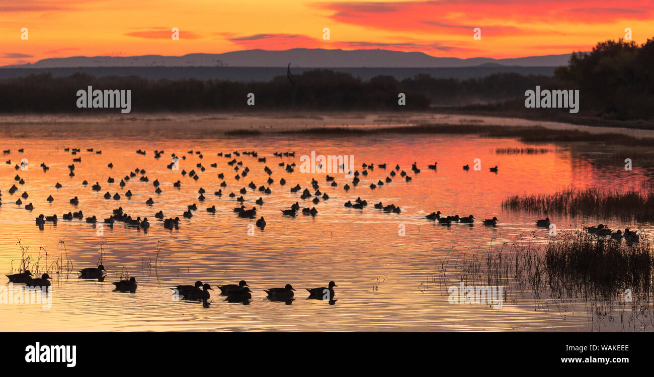 Alba sul Bosque del Apache National Wildlife Refuge, nuovo Messico, STATI UNITI D'AMERICA Foto Stock