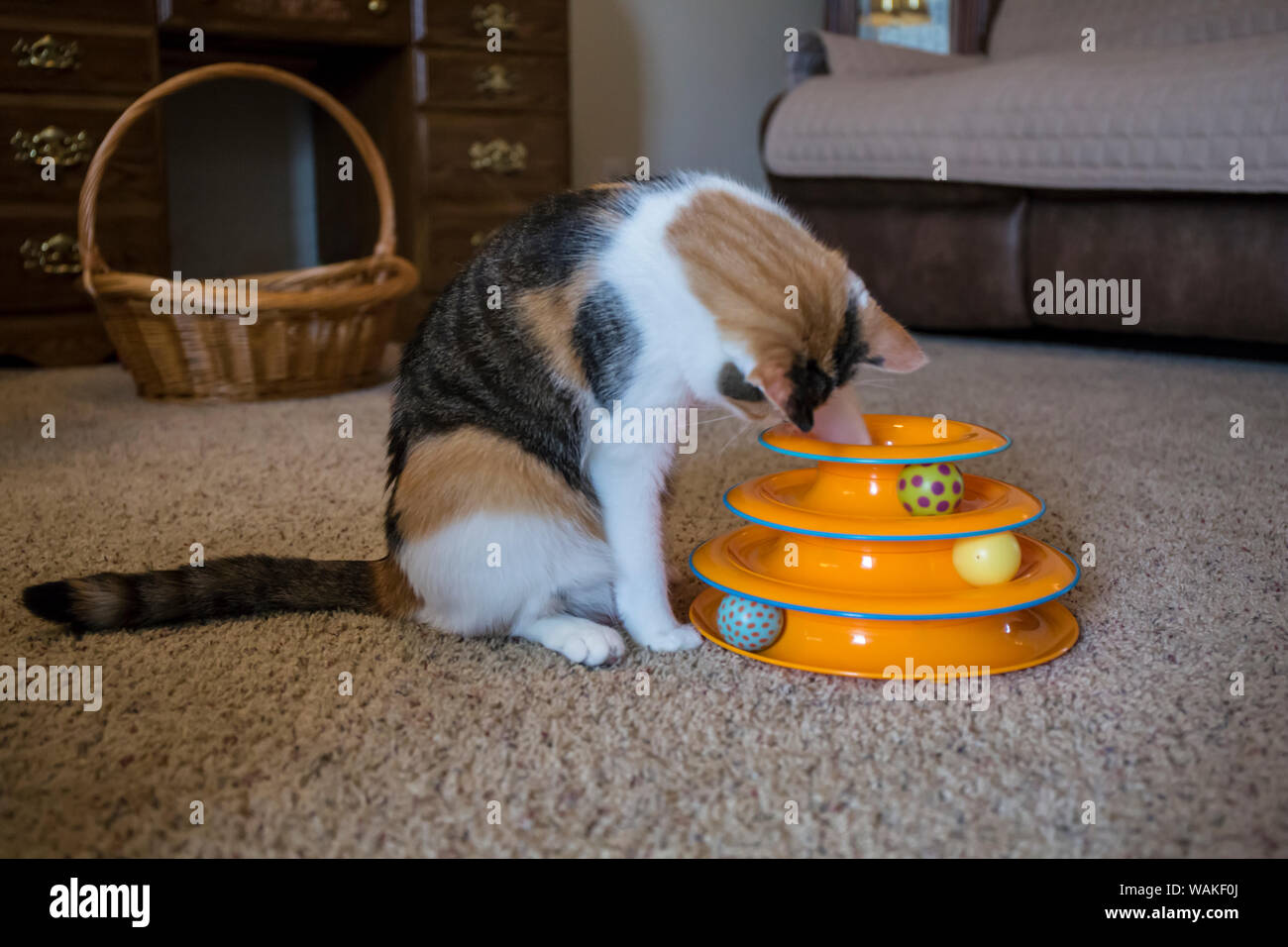Gatta Calico usando la sua zampata per tentare di recuperare la sua preferita giocattolo del mouse che è caduto dentro il suo altro giocattolo. (PR) Foto Stock