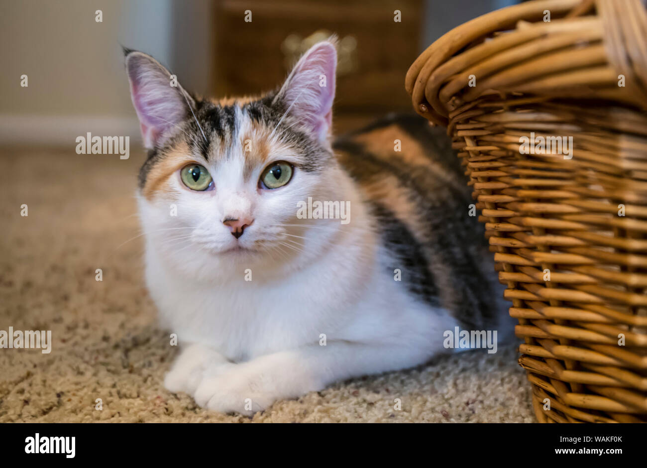 Gatta Calico che spuntavano da dietro un cesto in vimini, su un pavimento di moquette. (PR) Foto Stock