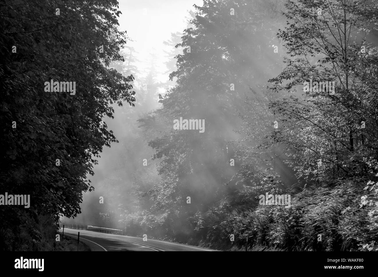 Stati Uniti d'America, Oregon. In bianco e nero di alberi nella nebbia mattutina con fasci di Dio. Credito come: Wendy Kaveney Jaynes / Galleria / DanitaDelimont.com Foto Stock