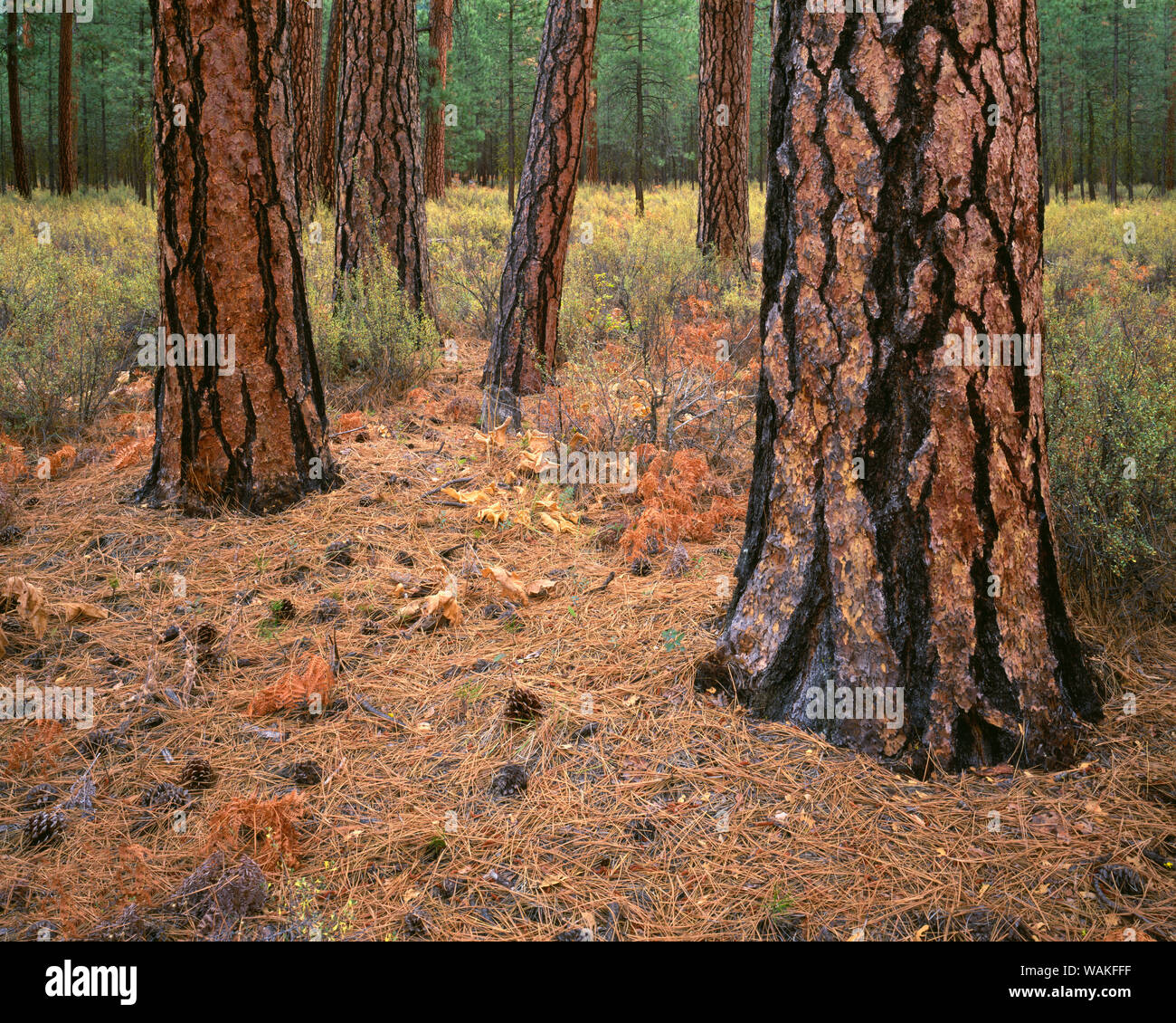 Stati Uniti d'America, Oregon. Deschutes National Forest, tronchi di coppia ponderosa pine in autunno, Metolius Valley. Foto Stock