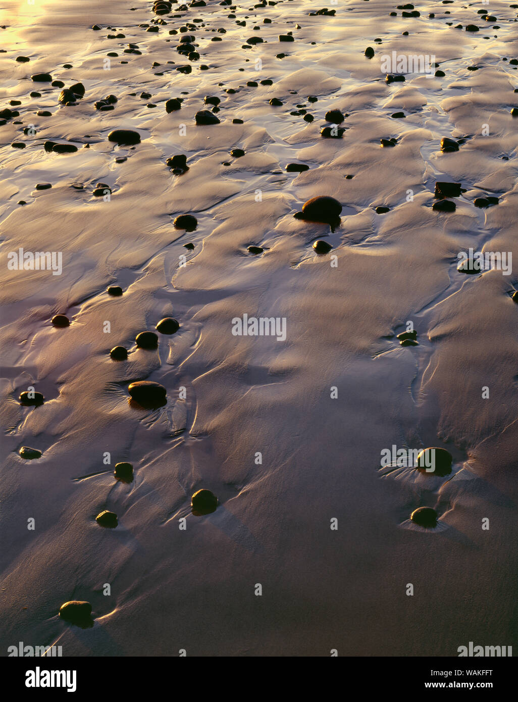 Stati Uniti d'America, Oregon. Luce della Sera definisce spiaggia bagnata con rocce sparse, vicino Oceanside. Foto Stock