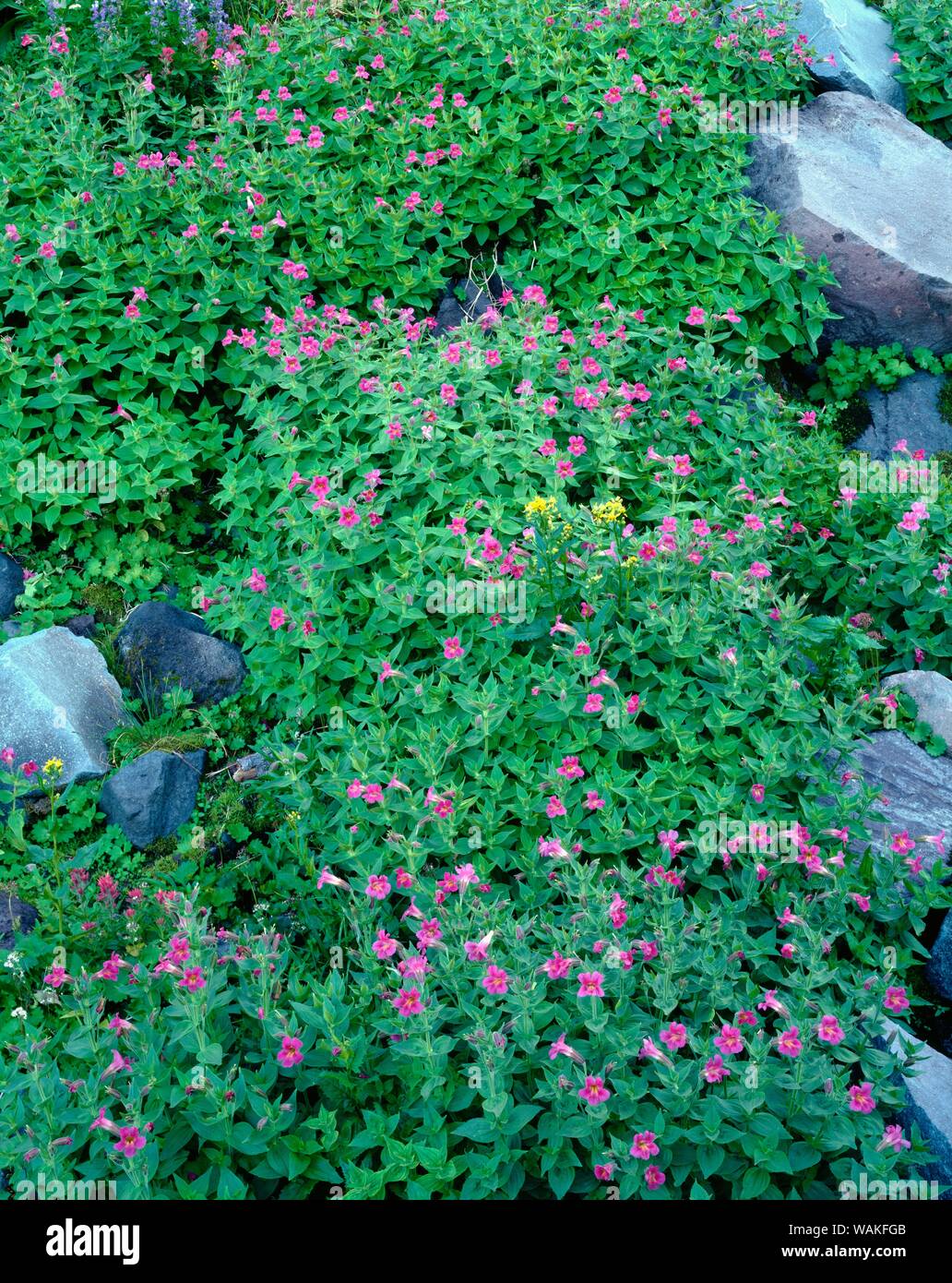 Stati Uniti d'America, Oregon. Mount Hood National Forest, Monte Cofano deserto, fiori viola di Lewis monkeyflower e rocce sparse in prato subalpina. Foto Stock