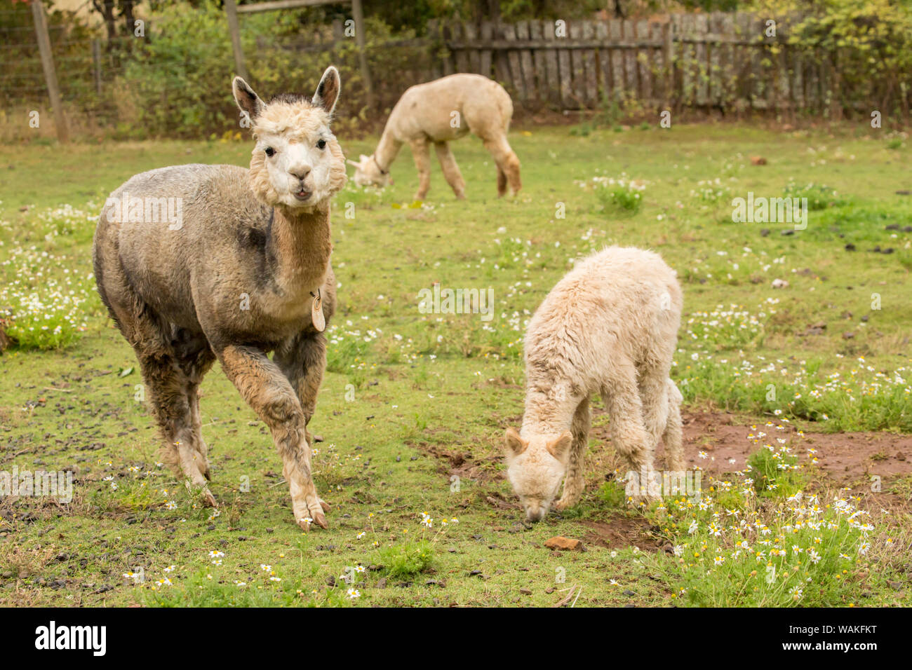 Hood River, Oregon, Stati Uniti d'America. La madre e il bambino (cria) alpaca pascolare nel pascolo di pioggia leggera. Foto Stock