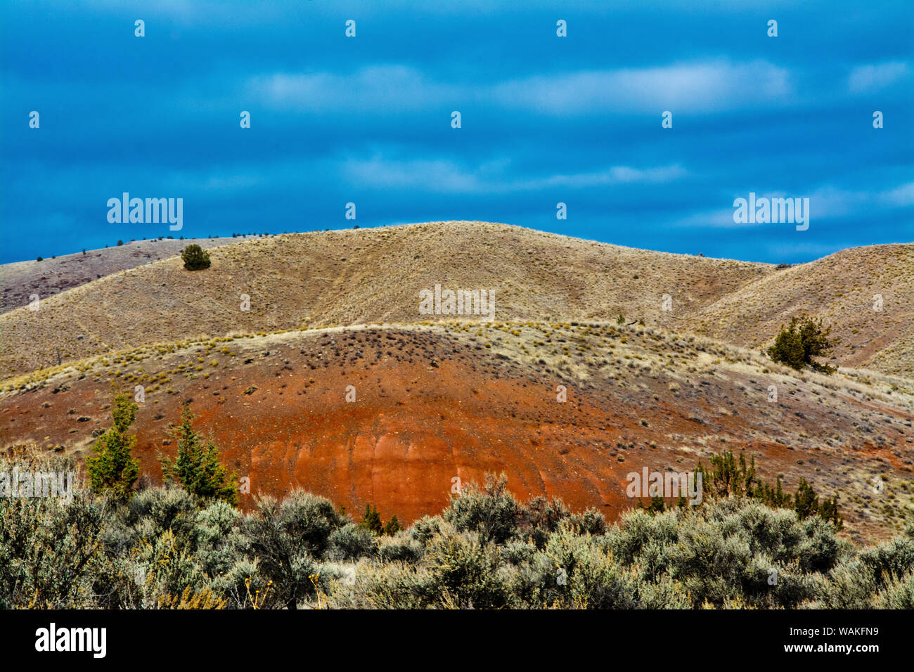 Colline di ginepro preservare, colline dipinte, John Day Fossil Beds, Mitchell, Oregon, Stati Uniti d'America Foto Stock