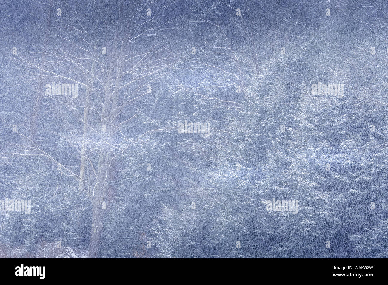 Stati Uniti d'America, Pennsylvania, Shunk. Abstract di foresta in inverno. Credito come: Jay O'Brien Jaynes / Galleria / DanitaDelimont.com Foto Stock