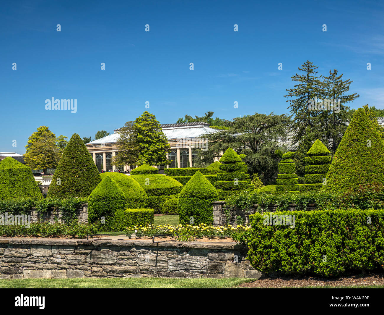 Stati Uniti d'America, Pennsylvania. Un Topiaria da esterno giardino di evergreen tassi con un osservatorio al coperto in background. Foto Stock