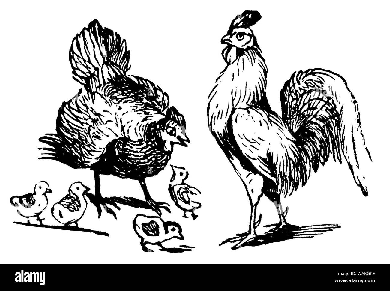 Il gallo, gallina e pollo, , (cookbook, 1901) Foto Stock