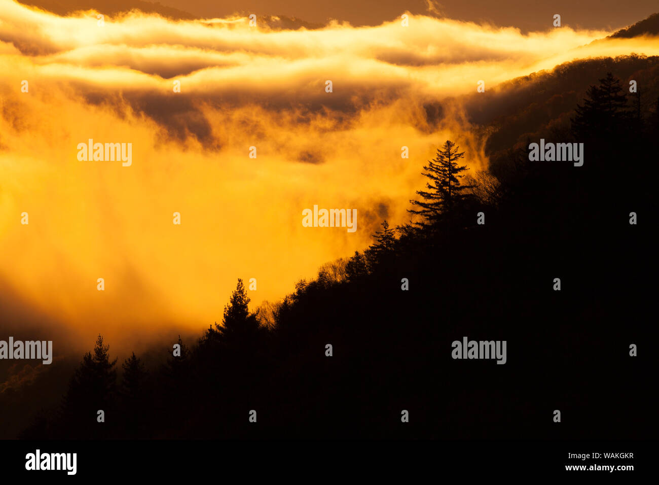 Stati Uniti d'America, Tennessee. Nebbia mattutina nelle Smoky Mountains. Foto Stock