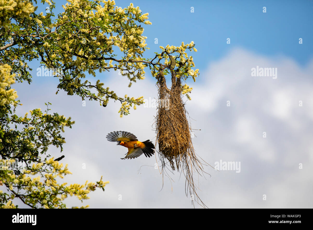 Altamira rigogolo (Icterus gularis) lasciando il nido. Foto Stock