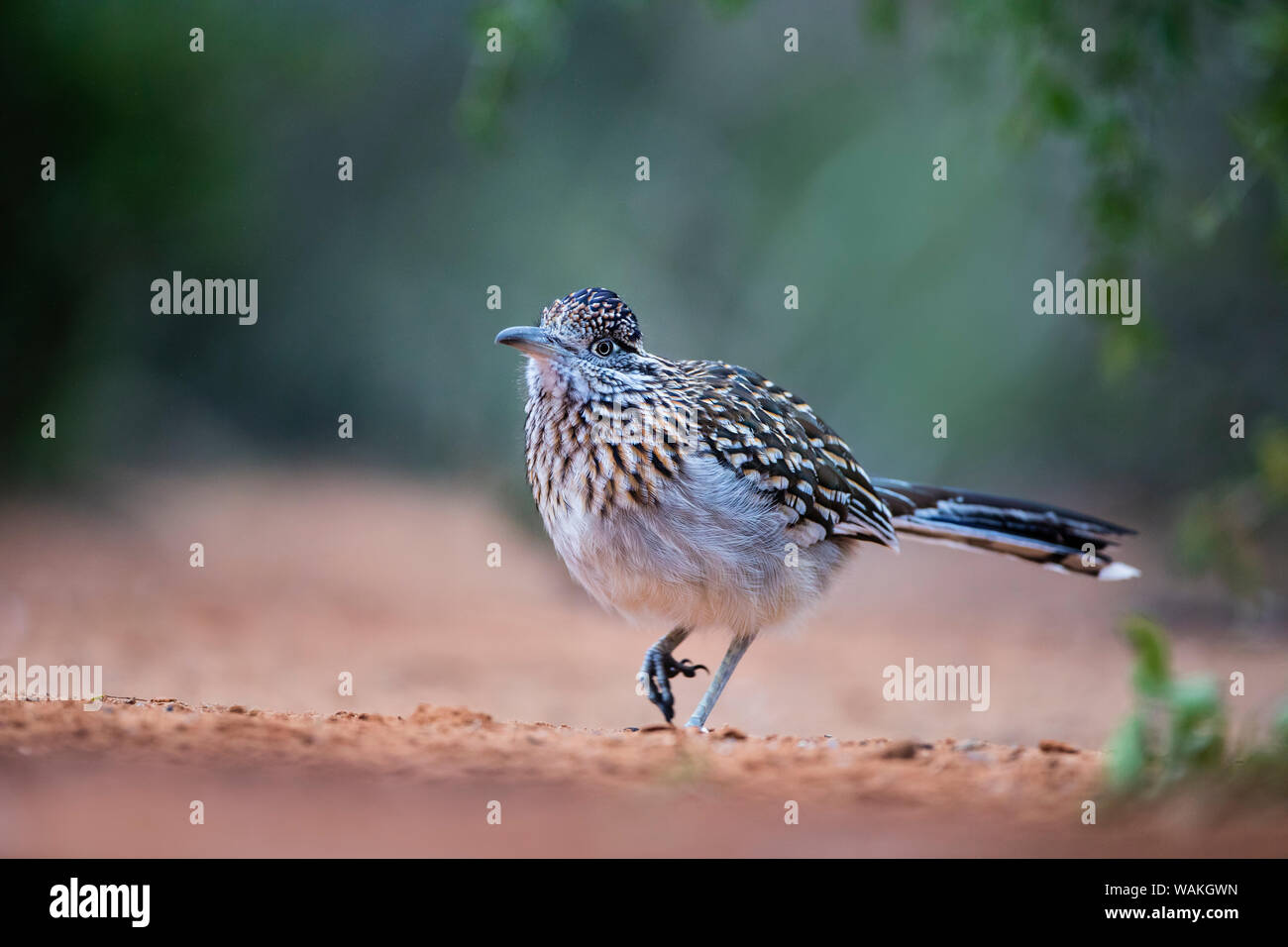 Maggiore roadrunner (Geococcyx californianus) in habitat. Foto Stock