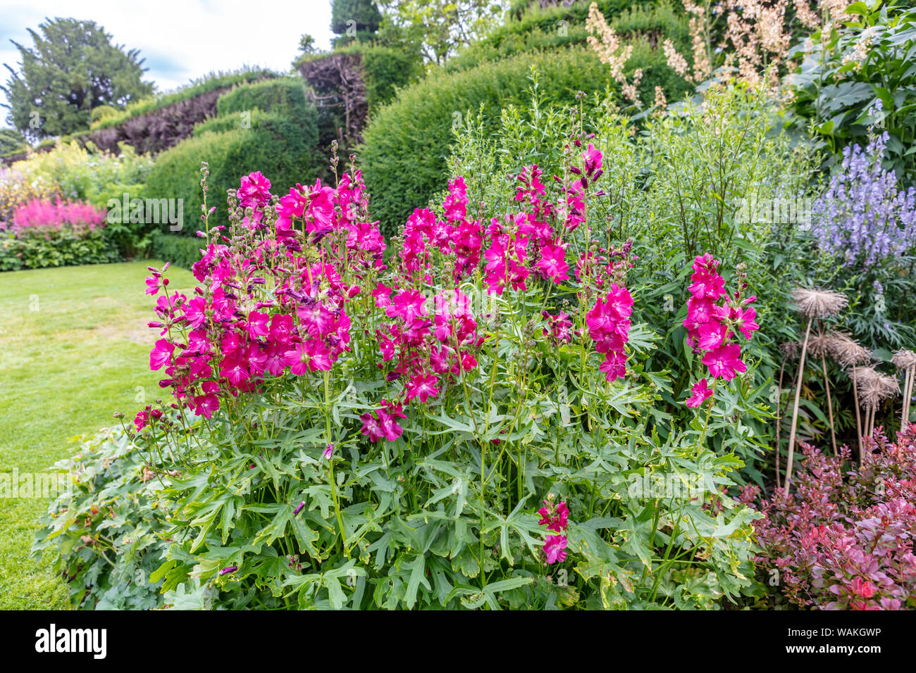 Montante picchi di fiori che porta rosa di blumi di Sidalcea hybrida "Party Girl' in una pianta erbacea confine di un giardino inglese. Foto Stock