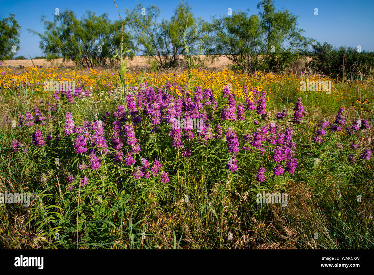 Limone (beebalm Monarda citriodora) fiori selvatici in fiore. Foto Stock