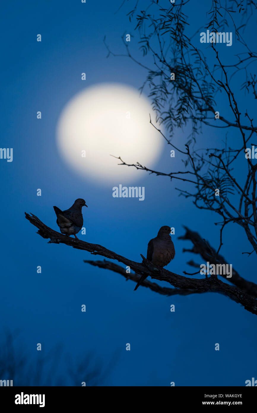 Lutto colombe (Zenaida macroura) sono ' appollaiati sotto la luna piena. Foto Stock