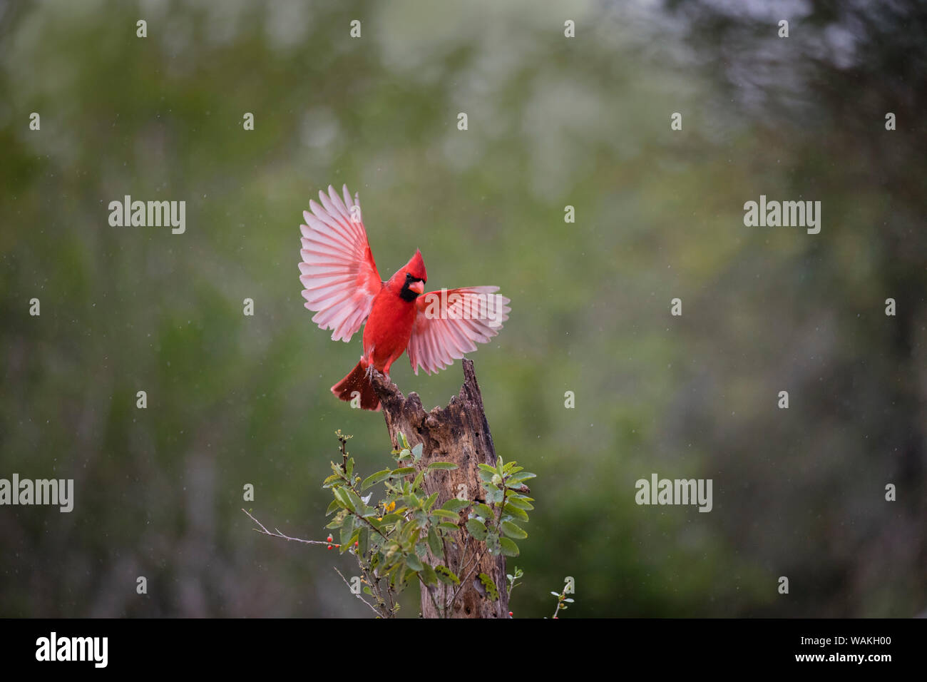 Il cardinale settentrionale (Cardinalis cardinalis) lo sbarco. Foto Stock