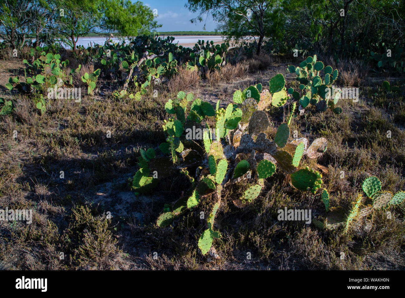 Ficodindia Cactus (Opuntia sp.) in habitat. Foto Stock