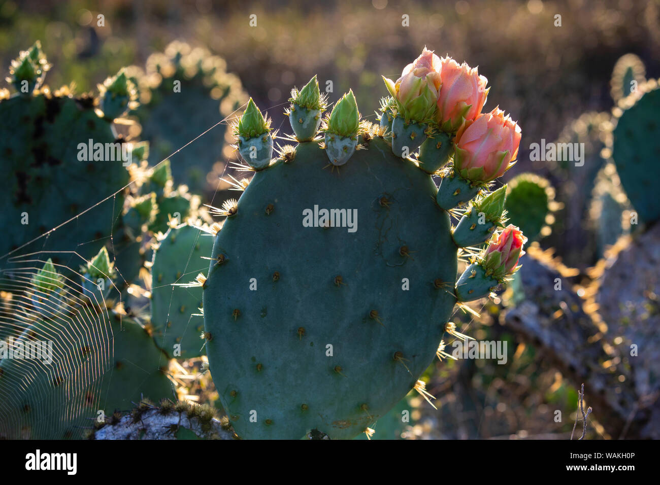 Ficodindia (Opuntia lindheimeri) cactus in fiore. Foto Stock