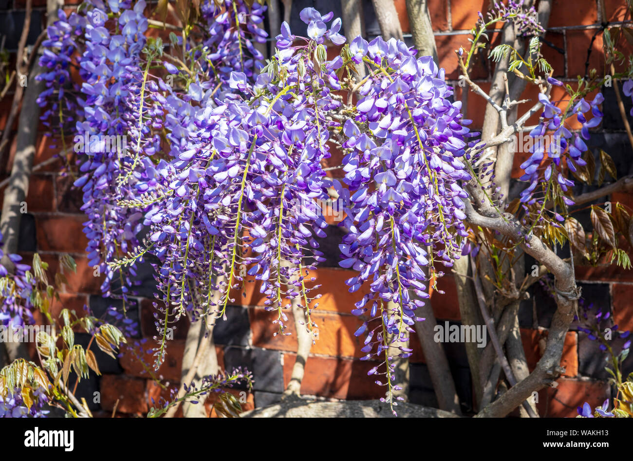 Purple Wisteria pianta rampicante con stravaganti lunga custers del segnale di PEA come fiori. Foto Stock