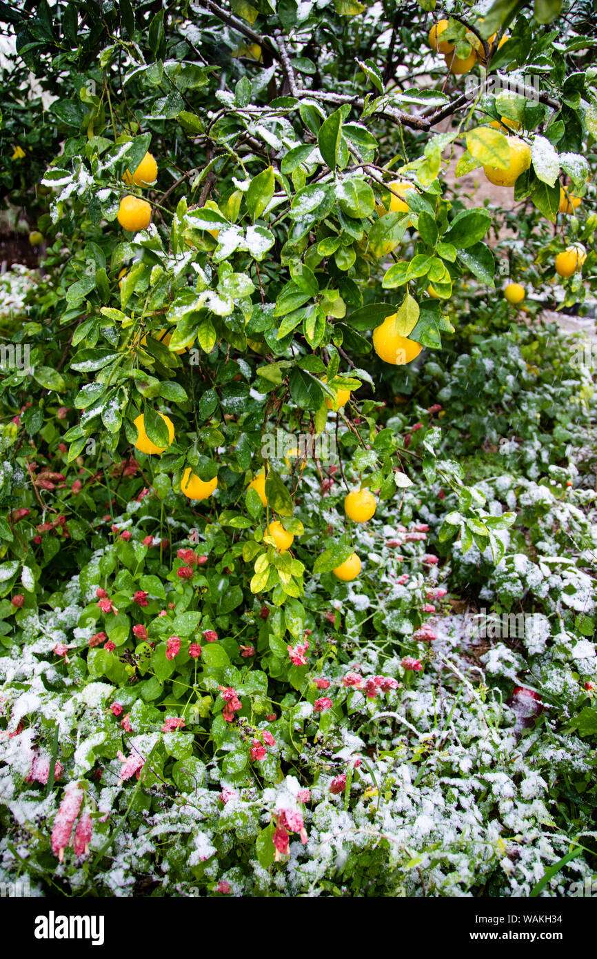 Neve su arancio. Foto Stock