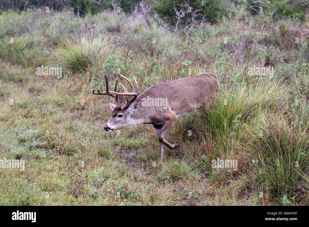 White-tailed deer (Odocoileus virginianus) maschio. Foto Stock