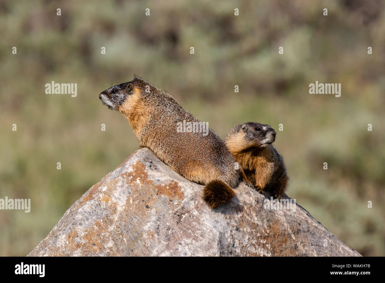 Marmotta di ventre giallo (Marmota flaviventris) adulti ensoleillement sulla roccia. Foto Stock