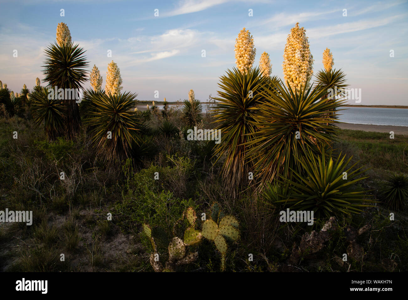 Pugnale spagnolo (Yucca treculeana) in fiore. Foto Stock