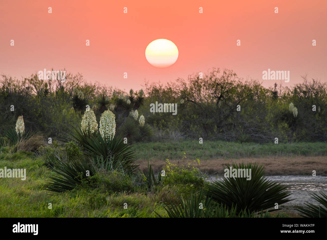 Pugnale spagnolo (Yucca treculeana) in fiore. Foto Stock