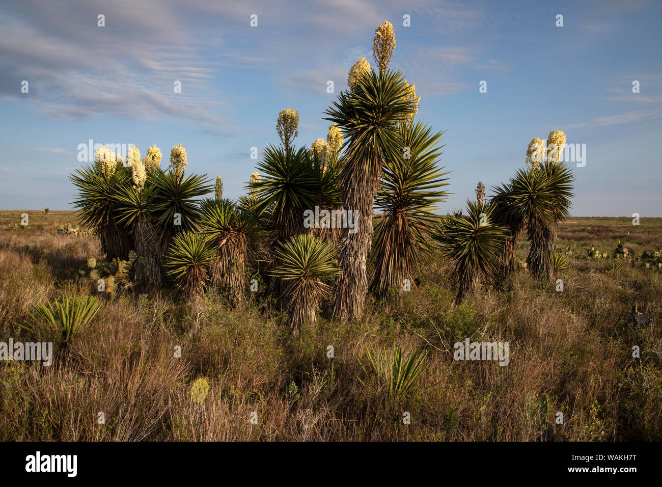 Pugnale spagnolo (Yucca treculeana) in fiore. Foto Stock