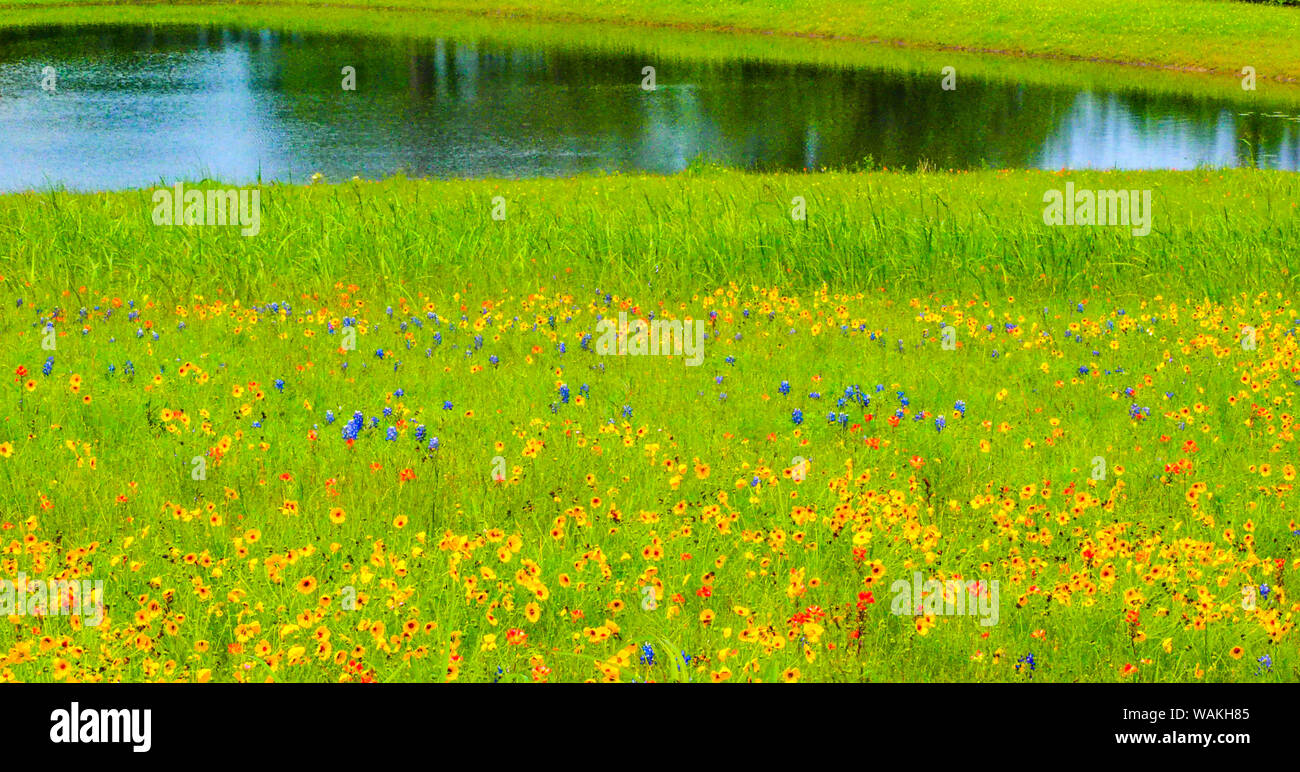 Campo di fiori selvaggi e stagno durante la primavera nei pressi di indipendenza e Autostrada 390 Foto Stock